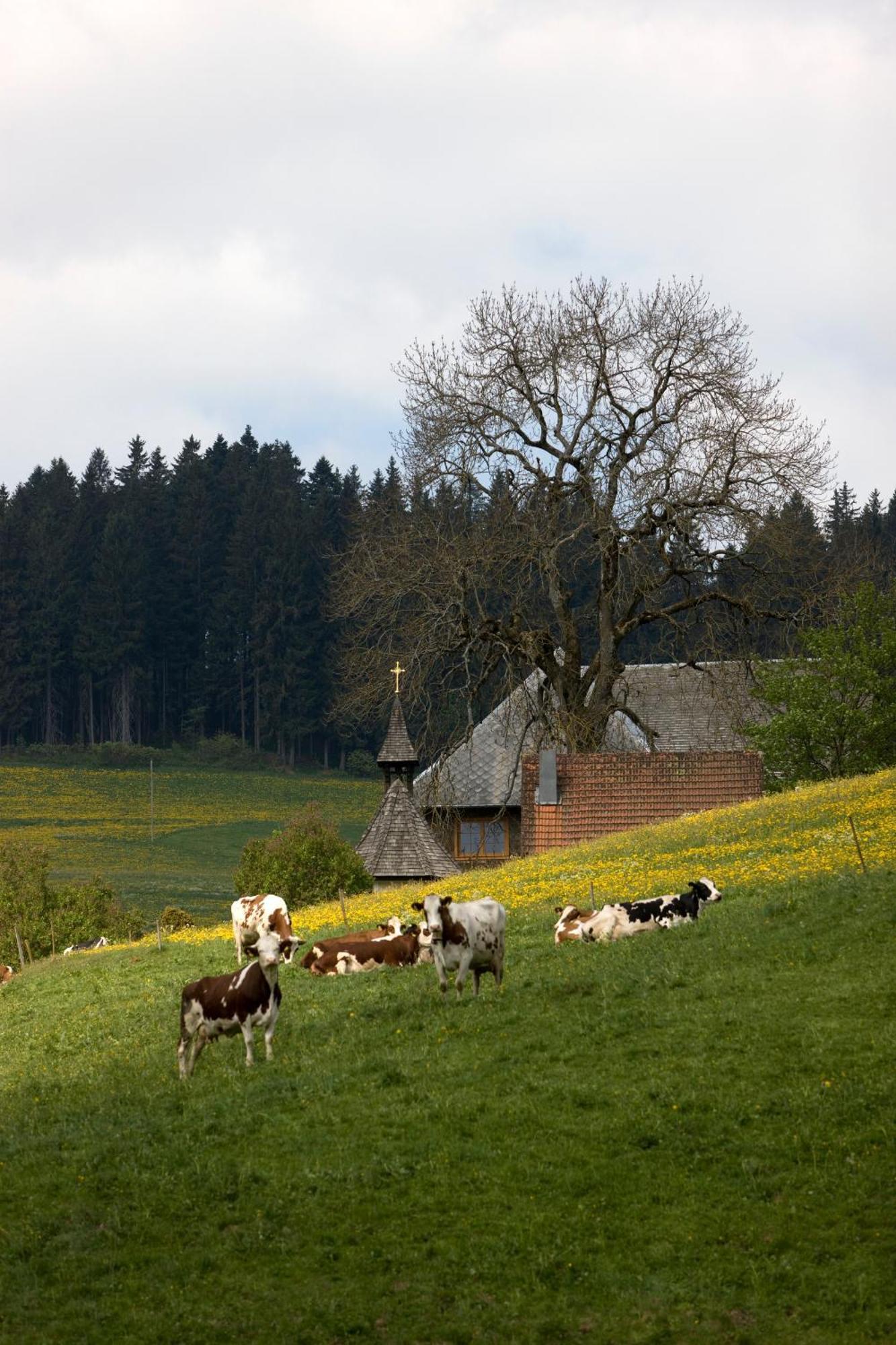Drei Tannen - Wohnung 11 - Apartmenthaus, Titisee, Feldberg Zewnętrze zdjęcie